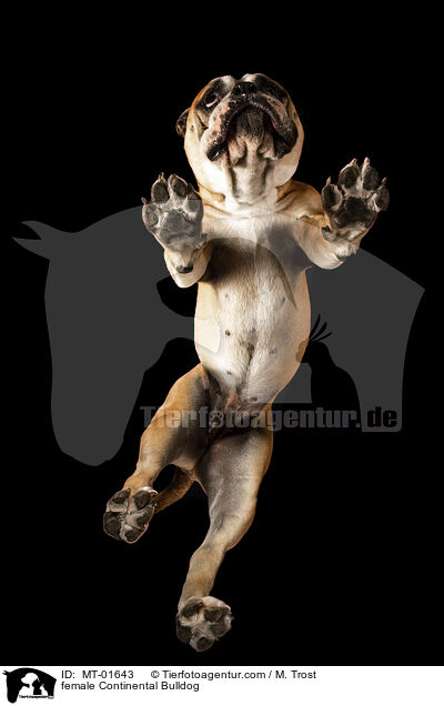 Continental Bulldog Hndin / female Continental Bulldog / MT-01643