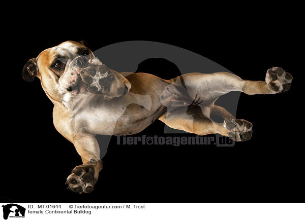 Continental Bulldog Hndin / female Continental Bulldog / MT-01644