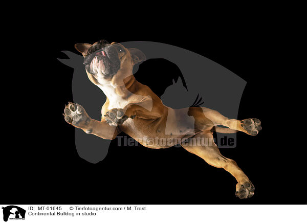 Continental Bulldog in studio / MT-01645