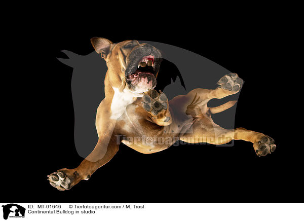 Continental Bulldog in studio / MT-01646