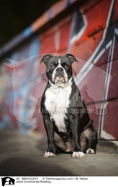adult Continental Bulldog / MAH-03243