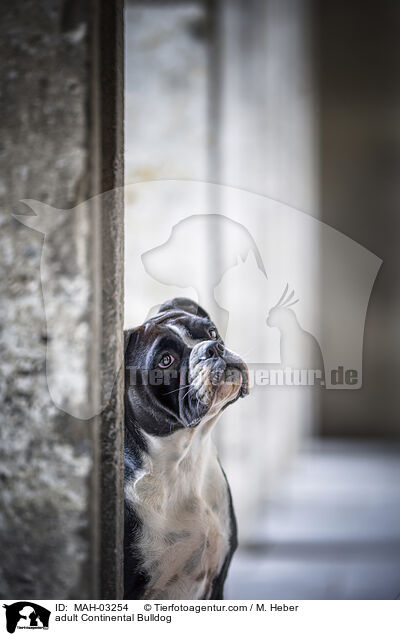 adult Continental Bulldog / MAH-03254