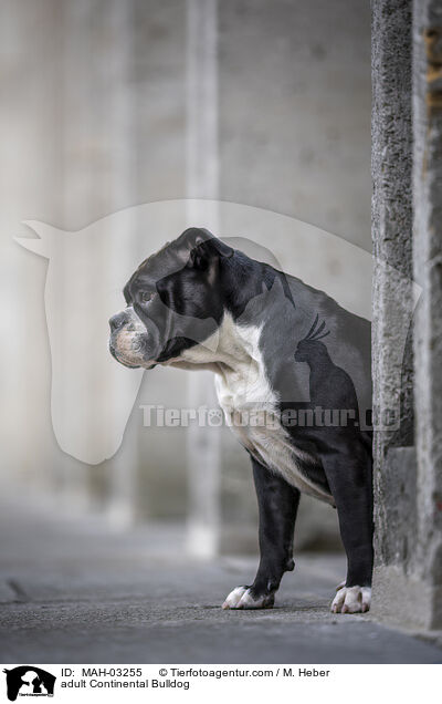 ausgewachsener Continental Bulldog / adult Continental Bulldog / MAH-03255