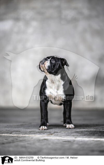 adult Continental Bulldog / MAH-03259