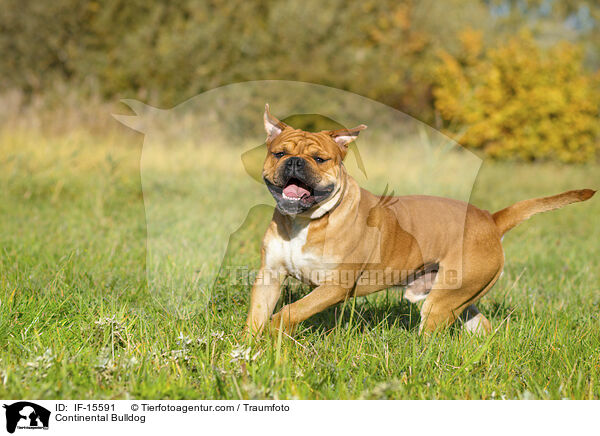 Continental Bulldog / IF-15591