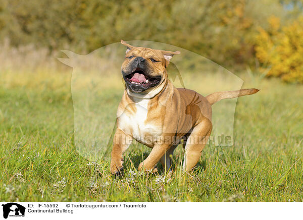Continental Bulldog / IF-15592
