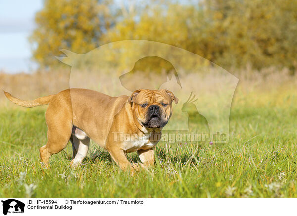 Continental Bulldog / IF-15594