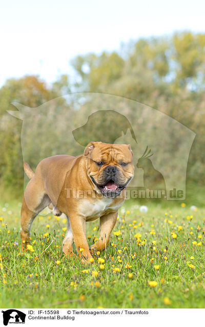 Continental Bulldog / Continental Bulldog / IF-15598