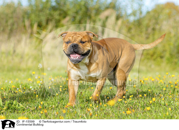 Continental Bulldog / IF-15599
