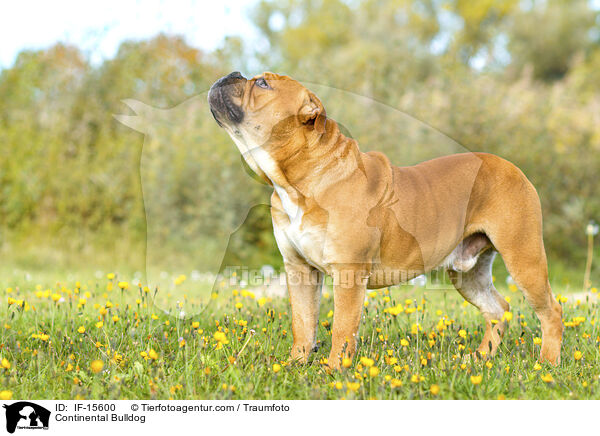 Continental Bulldog / IF-15600
