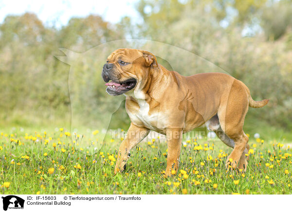 Continental Bulldog / Continental Bulldog / IF-15603