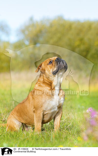 Continental Bulldog / Continental Bulldog / IF-15604