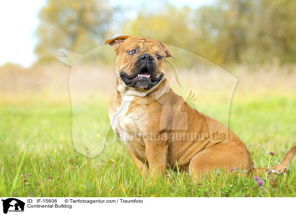 Continental Bulldog / Continental Bulldog / IF-15606