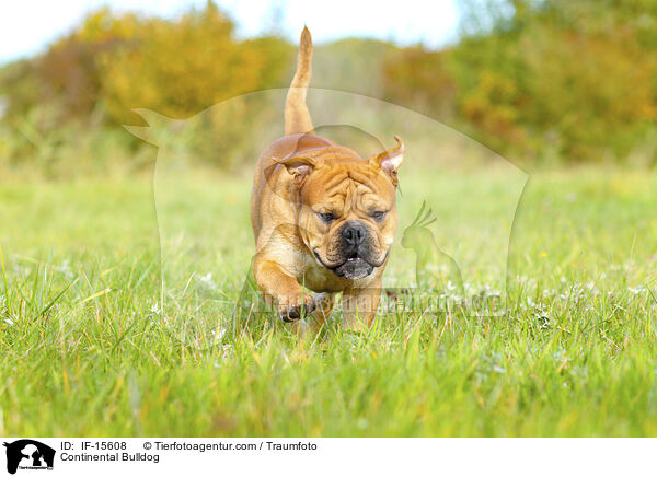 Continental Bulldog / IF-15608
