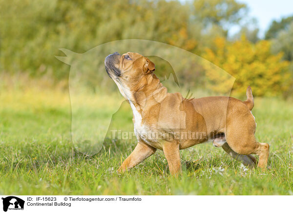 Continental Bulldog / IF-15623