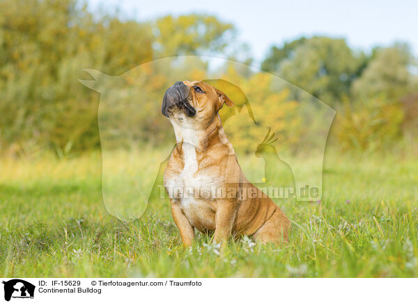 Continental Bulldog / Continental Bulldog / IF-15629