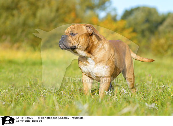 Continental Bulldog / IF-15633