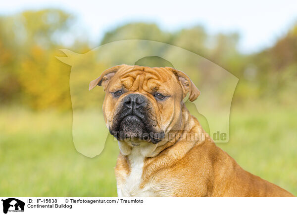 Continental Bulldog / IF-15638