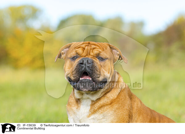 Continental Bulldog / IF-15639