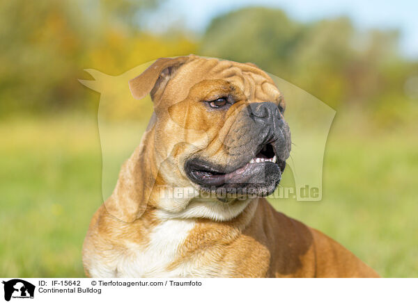 Continental Bulldog / IF-15642