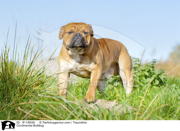 Continental Bulldog / IF-15649