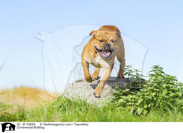 Continental Bulldog / IF-15650