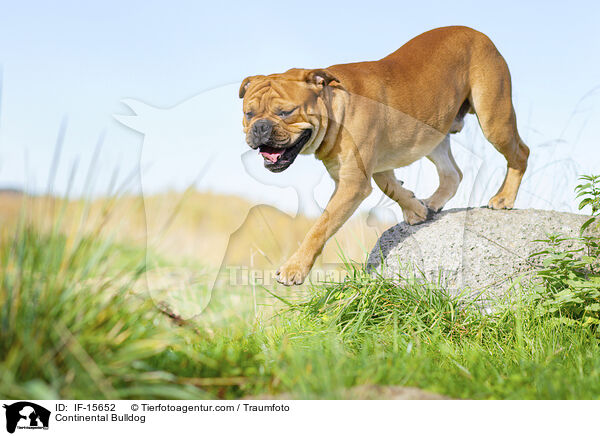 Continental Bulldog / IF-15652