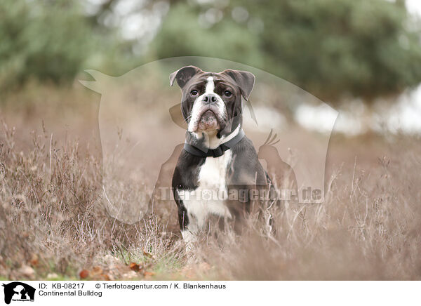 Continental Bulldog / Continental Bulldog / KB-08217