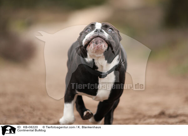 Continental Bulldog / Continental Bulldog / KB-08220