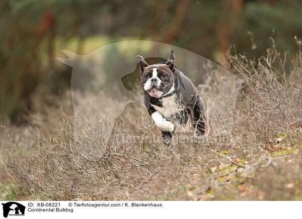 Continental Bulldog / Continental Bulldog / KB-08221