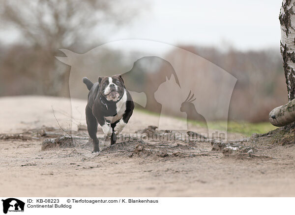 Continental Bulldog / Continental Bulldog / KB-08223