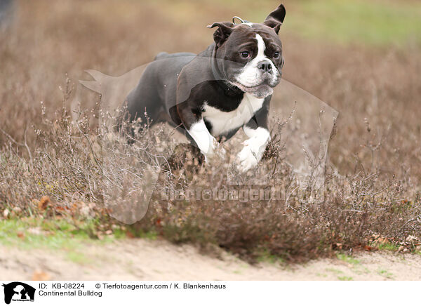 Continental Bulldog / Continental Bulldog / KB-08224