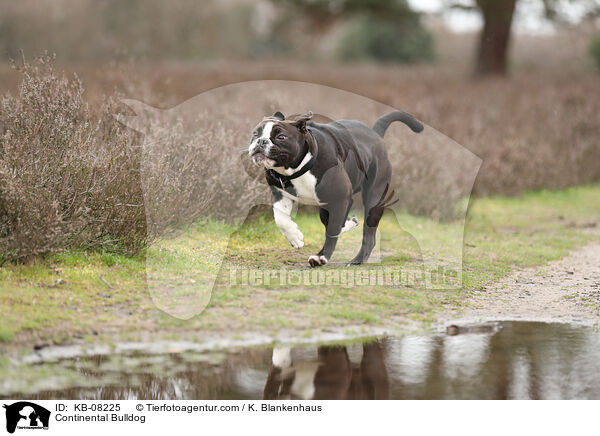 Continental Bulldog / Continental Bulldog / KB-08225
