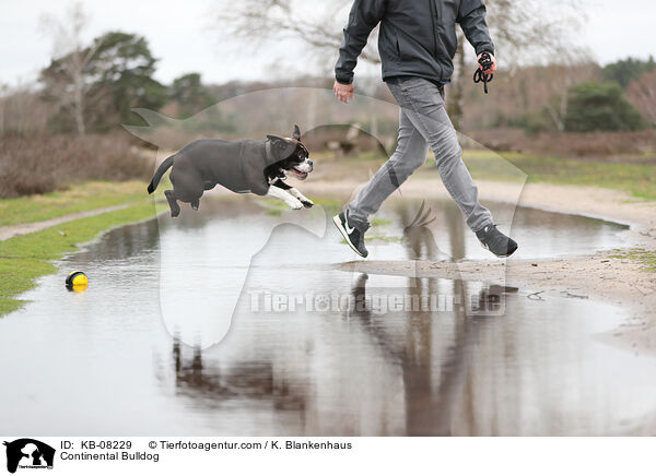 Continental Bulldog / Continental Bulldog / KB-08229