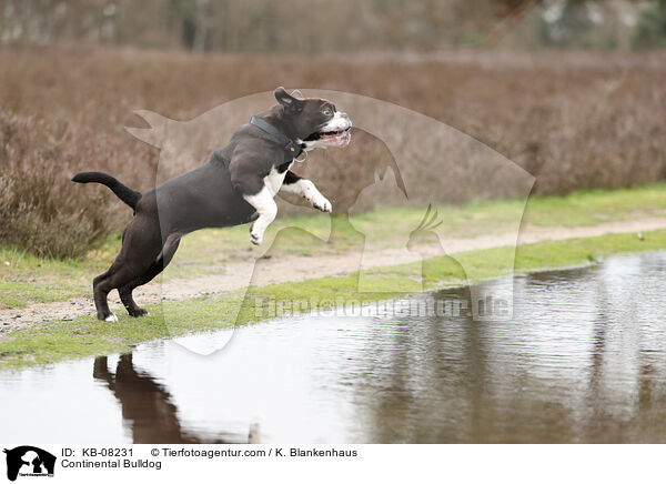 Continental Bulldog / Continental Bulldog / KB-08231