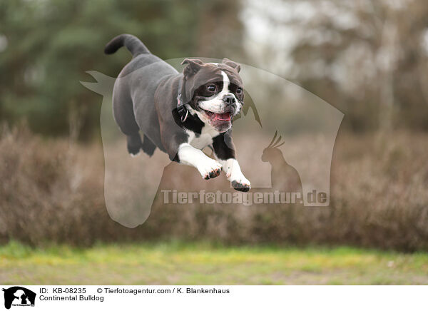 Continental Bulldog / Continental Bulldog / KB-08235