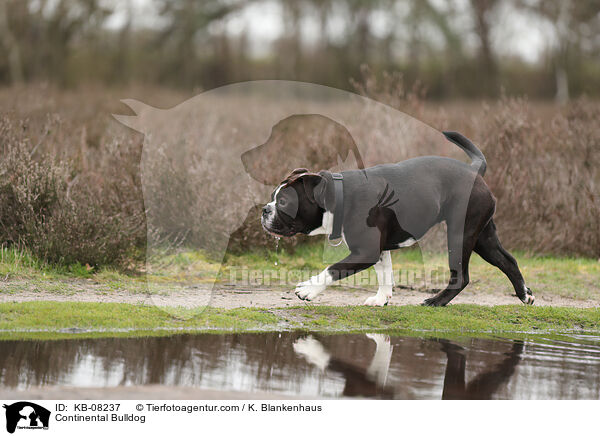 Continental Bulldog / Continental Bulldog / KB-08237