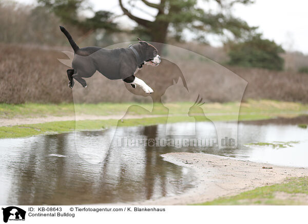 Continental Bulldog / Continental Bulldog / KB-08643