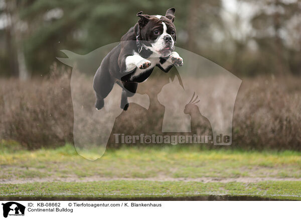 Continental Bulldog / Continental Bulldog / KB-08662