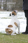 human with Continental Bulldog