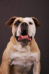 Continental Bulldog Portrait