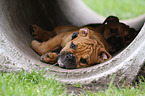 Continental Bulldog Puppies