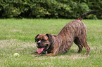 Continental Bulldog with ball