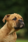 Continental Bulldog Puppy