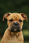 Continental Bulldog Puppy