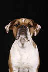 Continental Bulldog Portrait