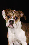 Continental Bulldog Portrait