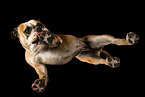 female Continental Bulldog