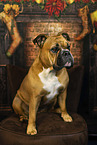 Continental Bulldog at christmas