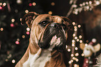 Continental Bulldog at christmas